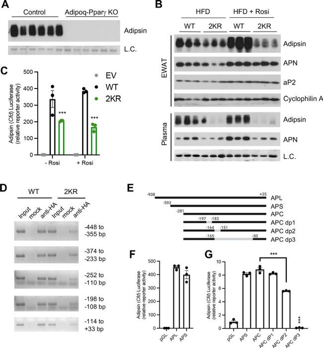 Adiponectin Antibody in Western Blot (WB)