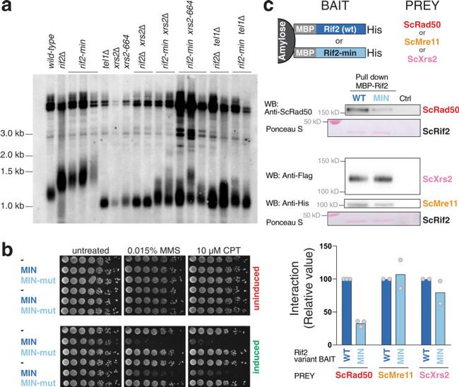 RAD50 Antibody in Western Blot (WB)