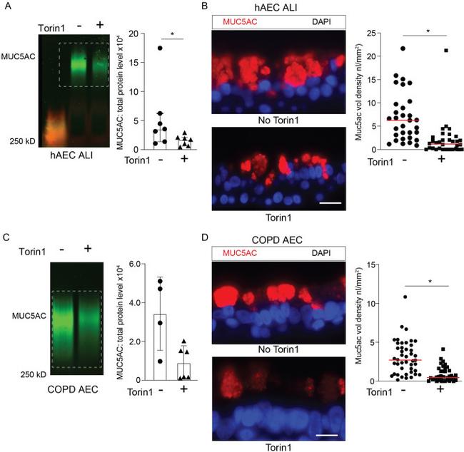 MUC5AC Antibody in Western Blot (WB)