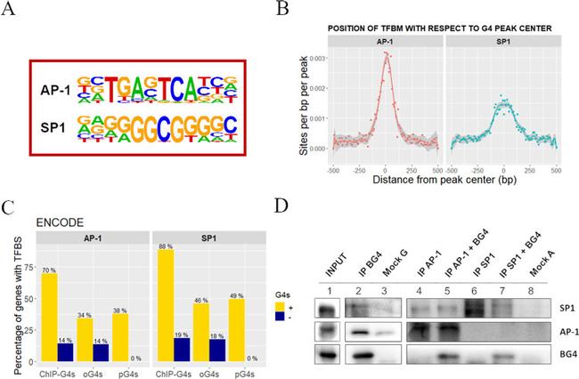 c-Jun Antibody in Western Blot, Immunoprecipitation (WB, IP)