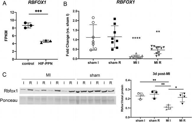 A2BP1 Antibody in Western Blot (WB)