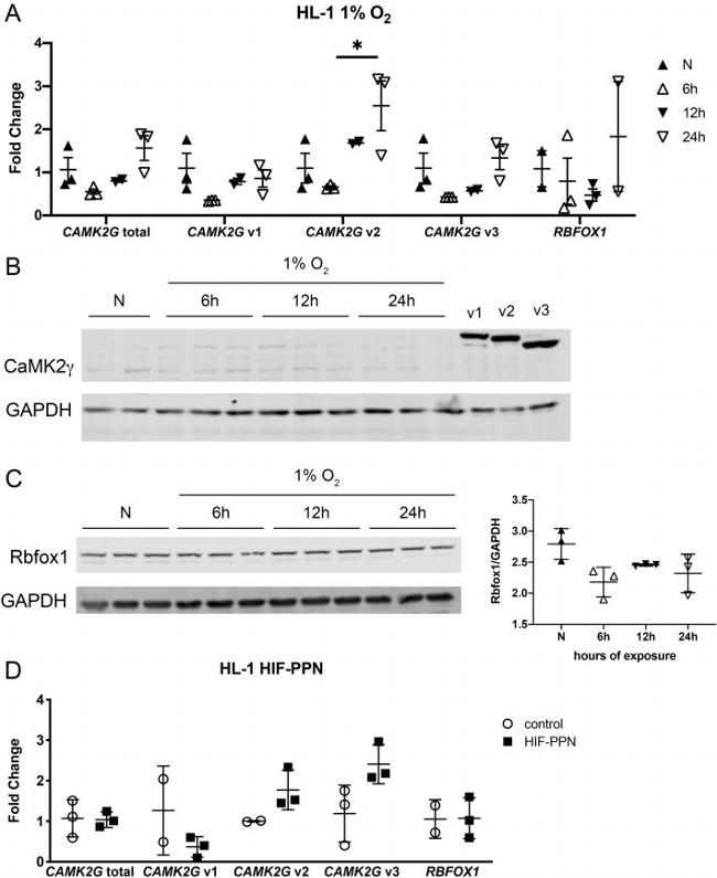 A2BP1 Antibody in Western Blot (WB)