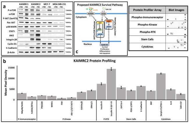 mTOR Antibody in Western Blot (WB)