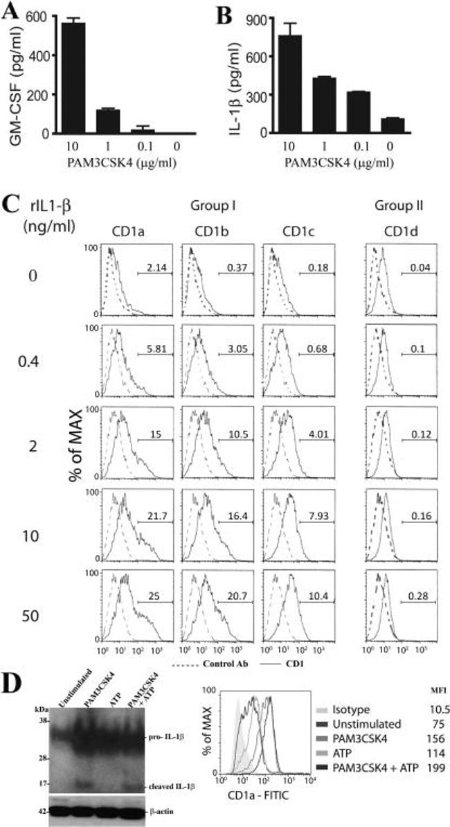 GM-CSF Antibody in ELISA (ELISA)