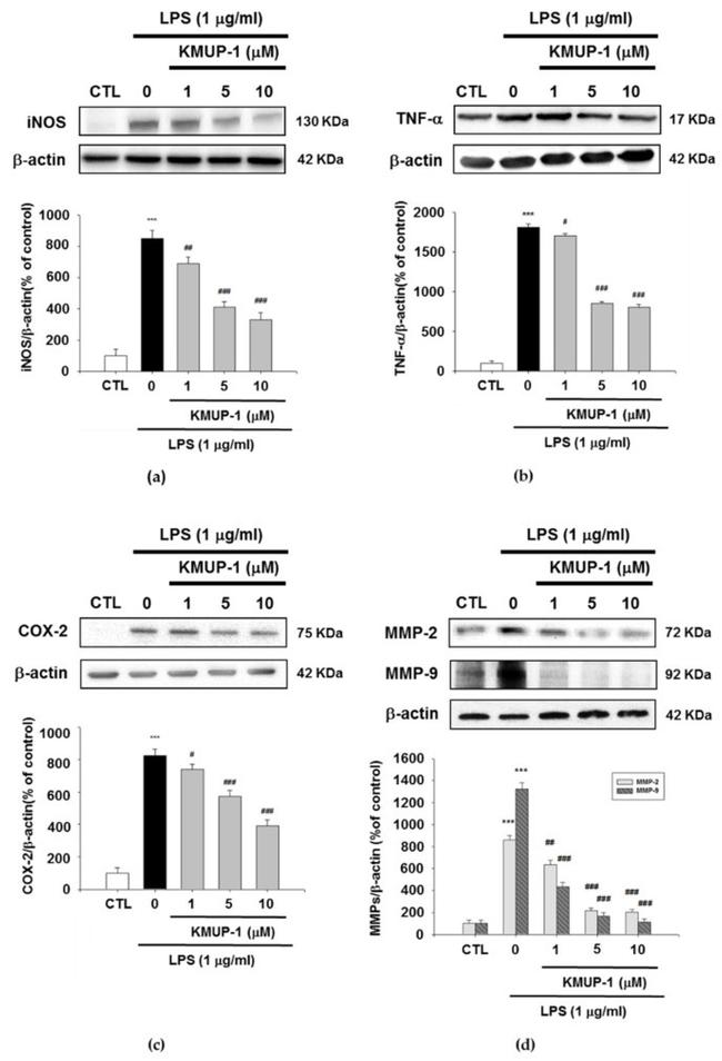 MMP2 Antibody in Western Blot (WB)