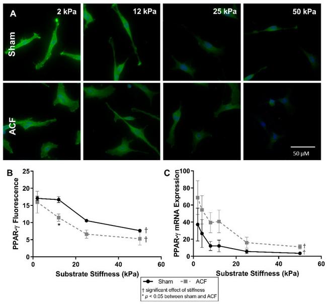 PPAR gamma Antibody in Immunocytochemistry (ICC/IF)