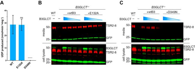 Myc Tag Antibody in Western Blot (WB)