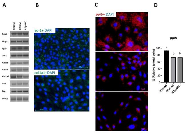 ZO-1 Antibody in Western Blot, Immunocytochemistry (WB, ICC/IF)