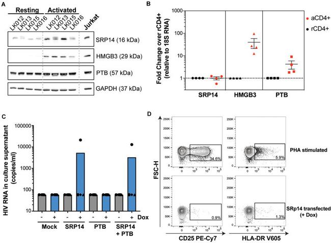 PTBP1 Antibody in Western Blot (WB)