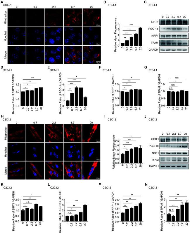 NRF1 Antibody in Western Blot (WB)