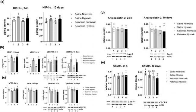 VEGF Receptor 2 Antibody in Western Blot (WB)