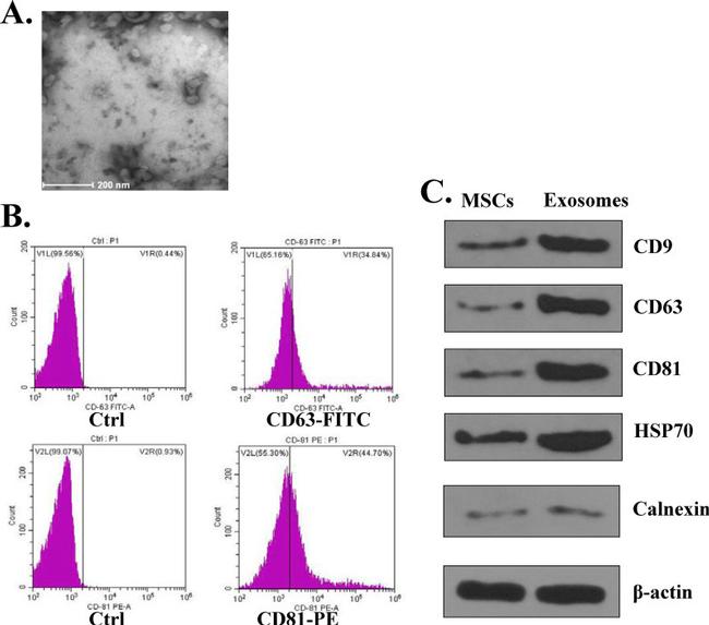 CD81 Antibody in Flow Cytometry (Flow)