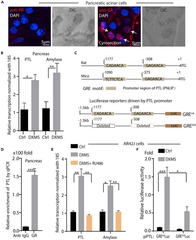 Glucocorticoid Receptor Antibody in Immunohistochemistry (IHC)