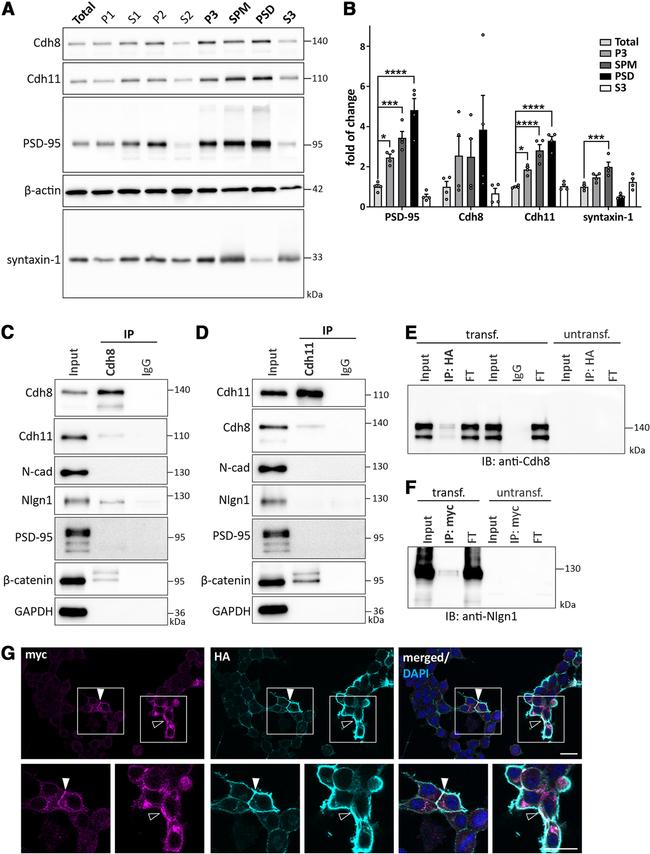 CDH11 Antibody in Western Blot, Immunoprecipitation (WB, IP)