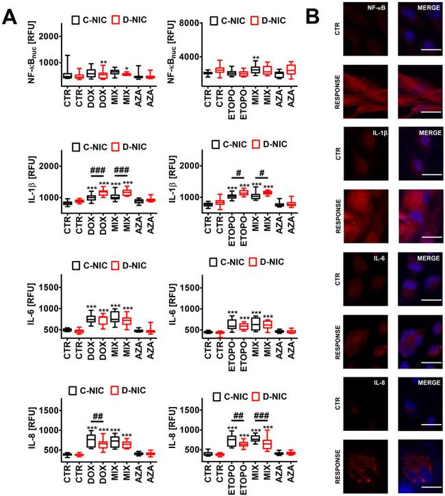 IL-1 beta Antibody in Immunocytochemistry (ICC/IF)