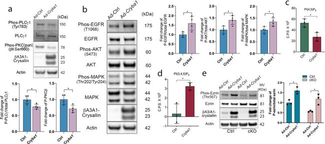 Phospho-Ezrin (Thr567) Antibody in Western Blot (WB)