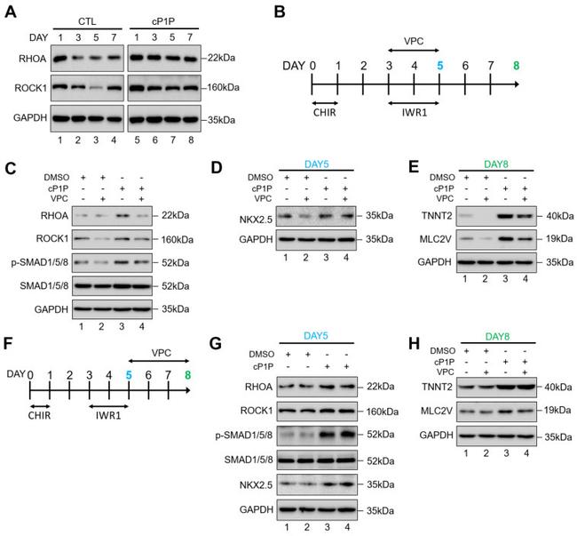 Cardiac Troponin T Antibody in Western Blot (WB)