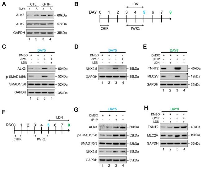 Cardiac Troponin T Antibody in Western Blot (WB)