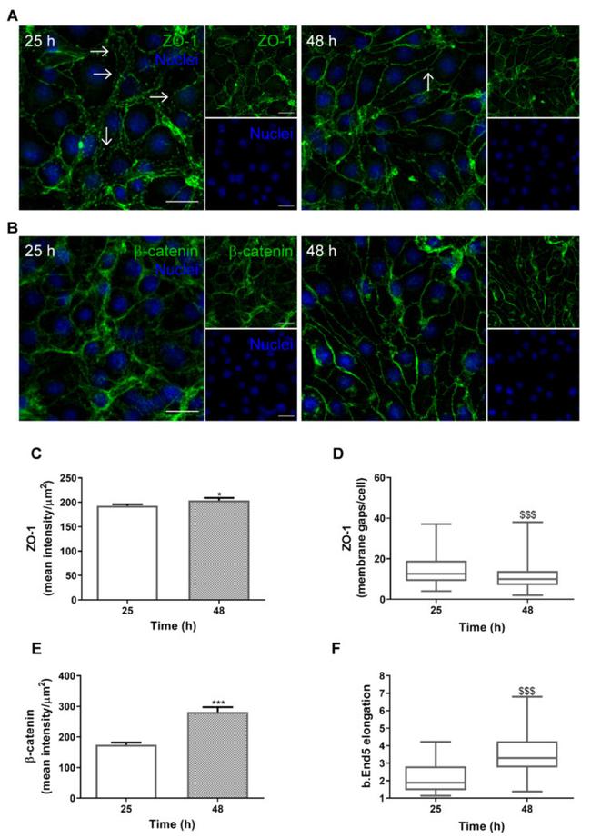 beta Catenin Antibody in Immunocytochemistry (ICC/IF)