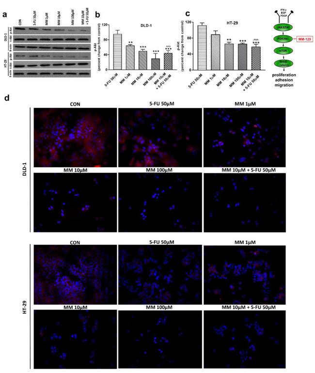 Phospho-AKT1/AKT2/AKT3 (Ser473) Antibody in Western Blot (WB)