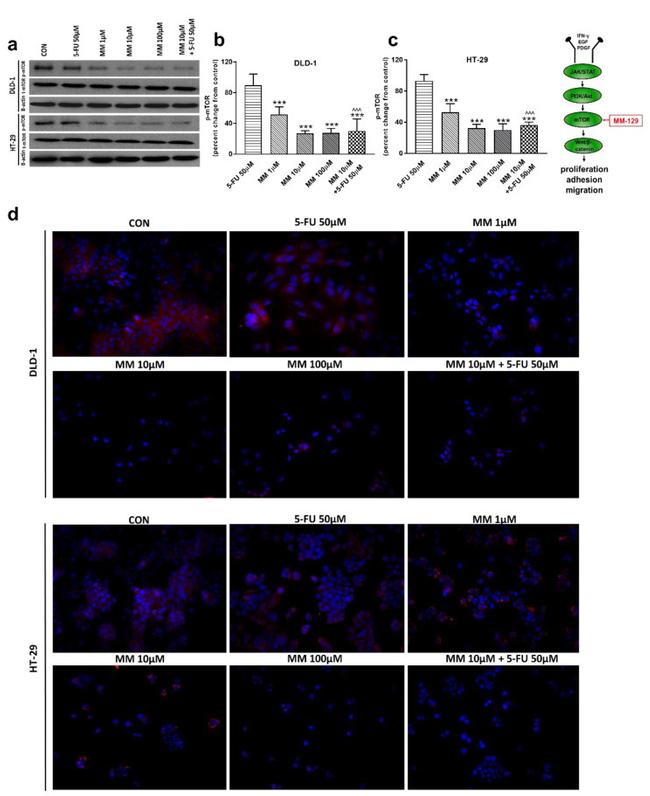 Phospho-mTOR (Ser2448) Antibody in Western Blot, Immunocytochemistry (WB, ICC/IF)