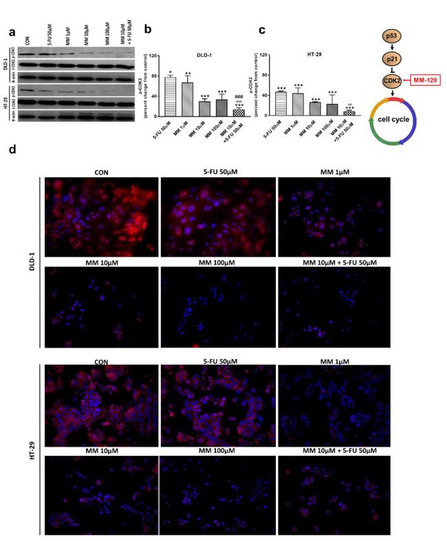 CDK2 Antibody in Western Blot (WB)