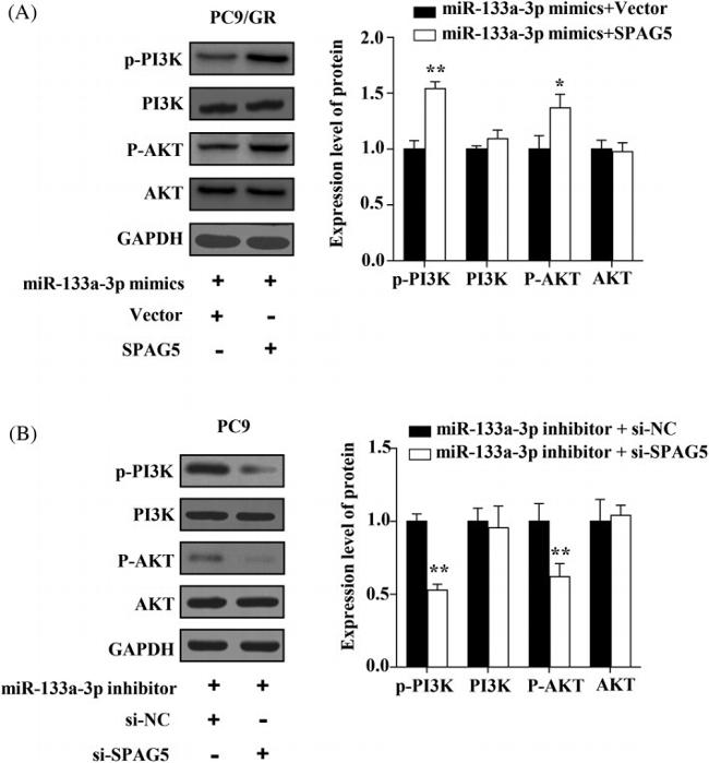 PI3K p85 alpha Antibody in Western Blot (WB)