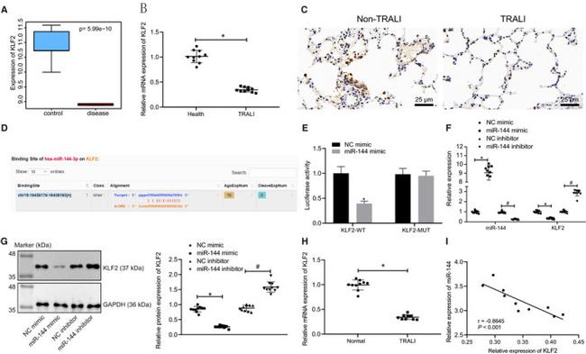 KLF2 Antibody in Immunohistochemistry (Paraffin) (IHC (P))