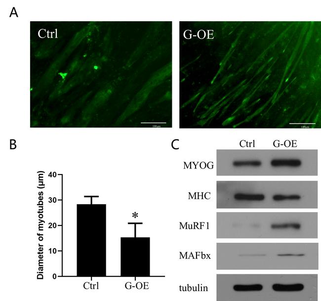 MURF1 Antibody in Western Blot (WB)