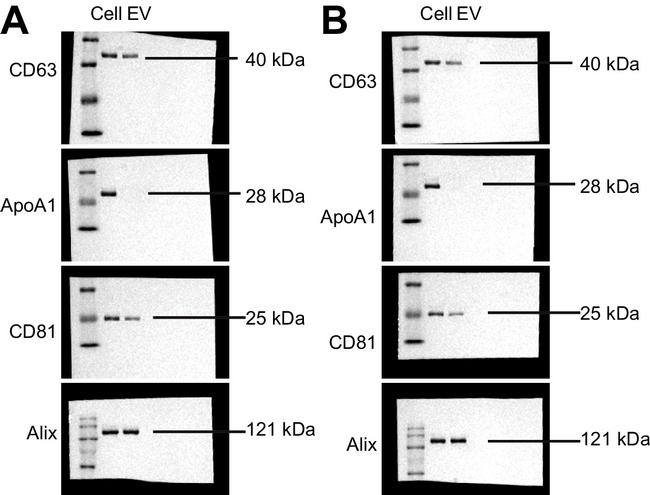 CD63 Antibody in Western Blot (WB)