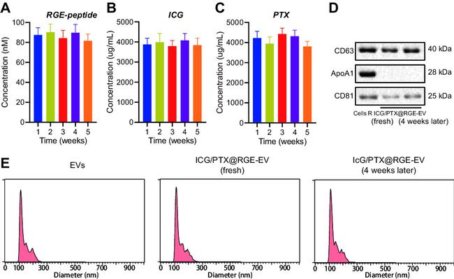 CD63 Antibody in Western Blot (WB)