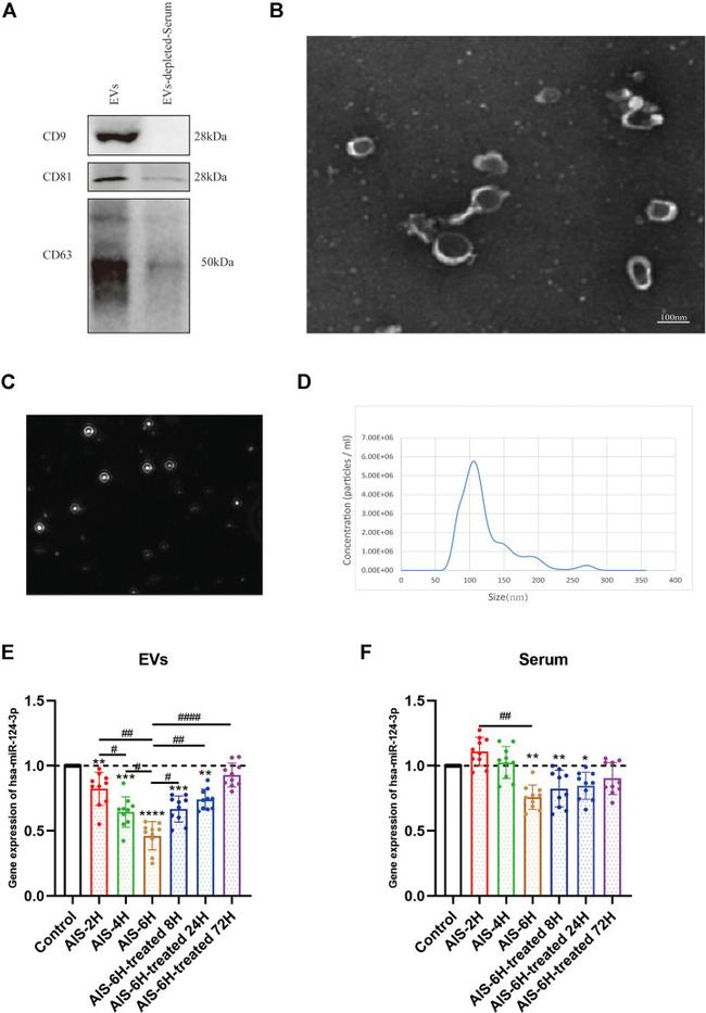 CD81 Antibody in Western Blot (WB)