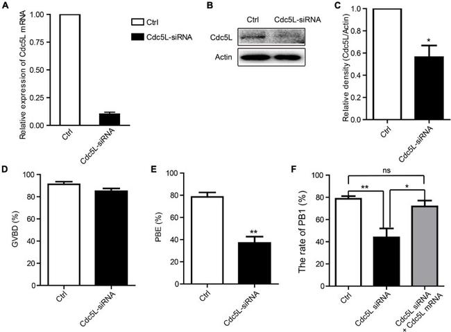 Cdc5L Antibody in Western Blot (WB)