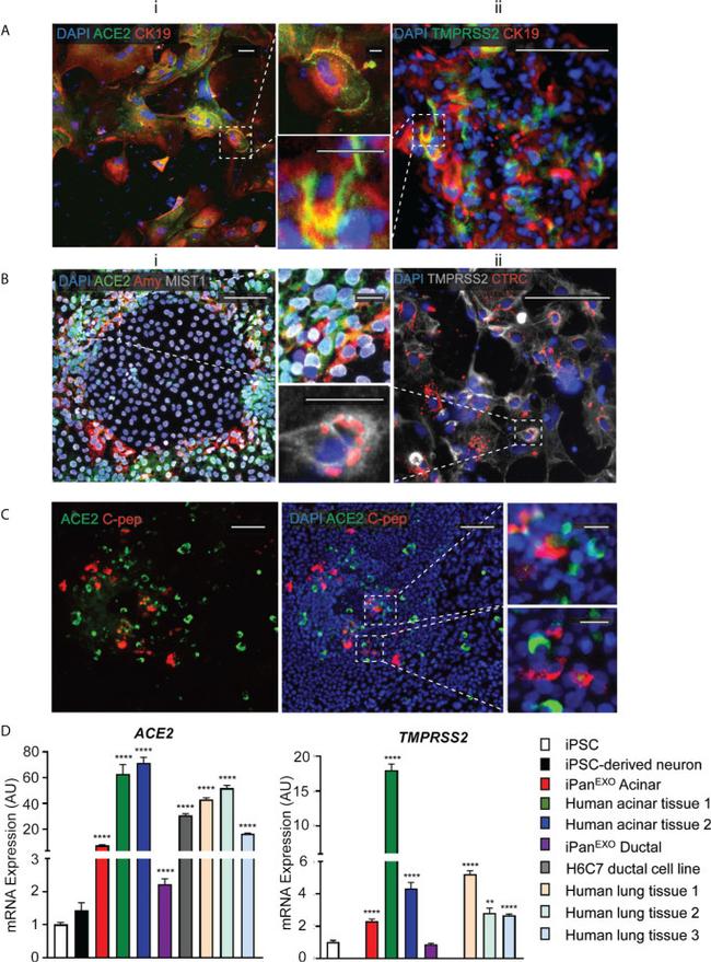 Mist1 Antibody in Immunocytochemistry (ICC/IF)