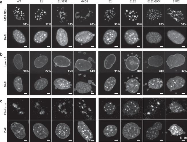 Fibrillarin Antibody in Immunocytochemistry (ICC/IF)