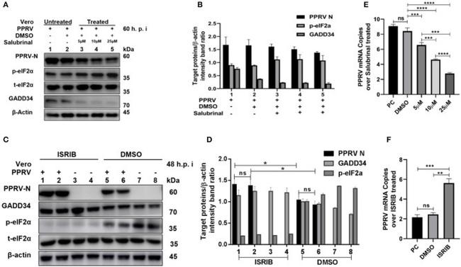 GADD34 Antibody in Western Blot (WB)