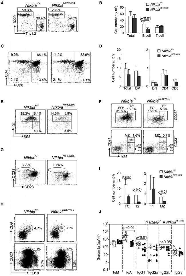 IgM Antibody in Flow Cytometry (Flow)