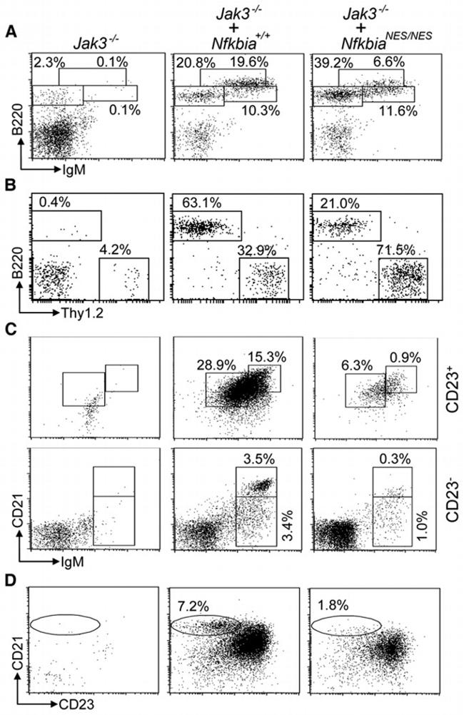 CD45R (B220) Antibody in Flow Cytometry (Flow)