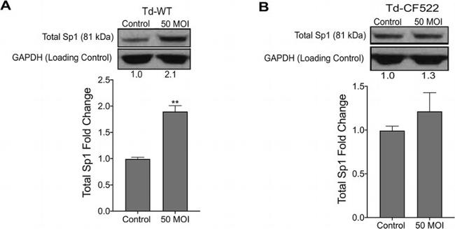 SP1 Antibody in Western Blot (WB)