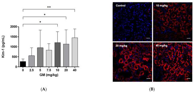 TIM-1 Antibody in Immunohistochemistry (IHC)