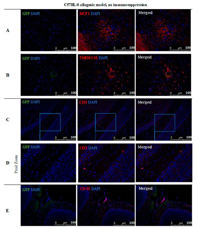 MCP-1 Antibody in Immunocytochemistry (ICC/IF)