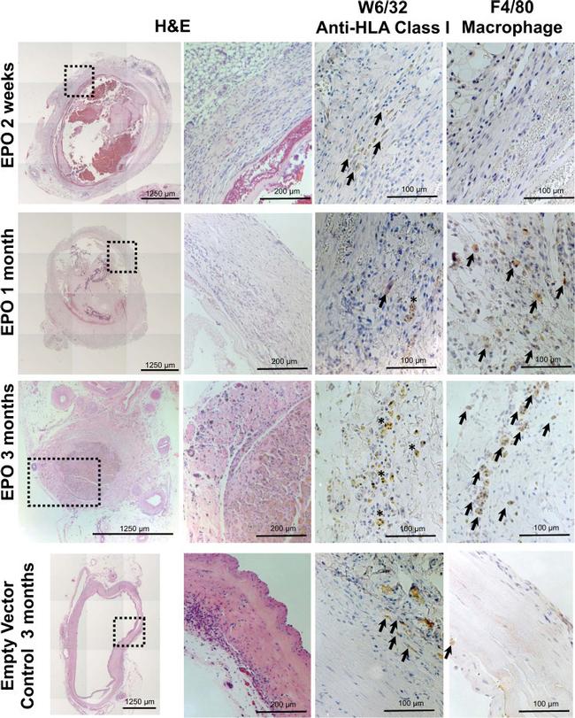 F4/80 Antibody in Immunohistochemistry (Paraffin) (IHC (P))