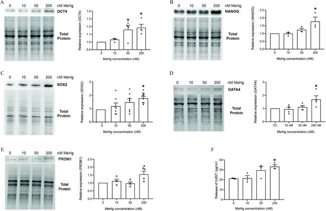 Blimp-1 Antibody in Western Blot (WB)