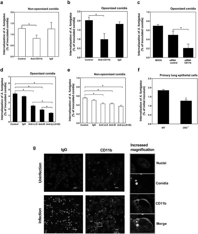 CD11b Antibody in Inhibition Assays (IA)