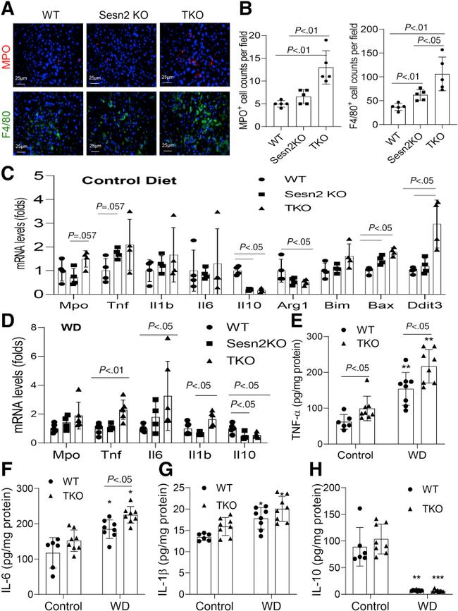 Myeloperoxidase Antibody in Immunohistochemistry (IHC)