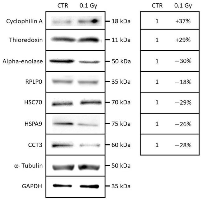 Cyclophilin A Antibody in Western Blot (WB)