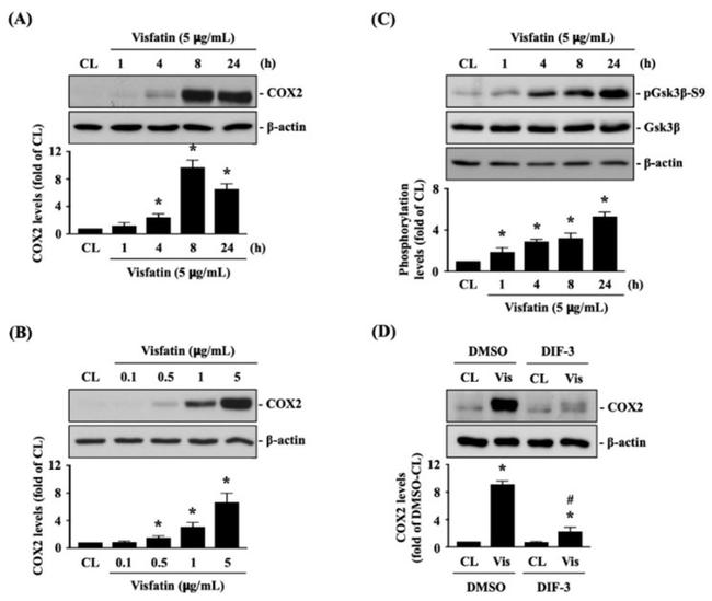 COX2 Antibody in Western Blot (WB)