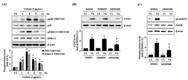 COX2 Antibody in Western Blot (WB)