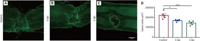 GFAP Antibody in Immunohistochemistry (IHC)