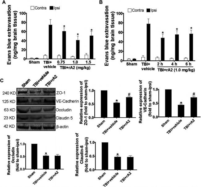 VE-cadherin Antibody in Western Blot (WB)